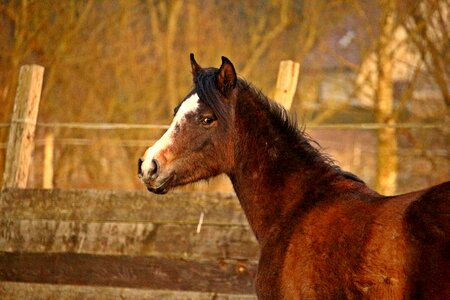 Thoroughbred arabian brown mold pferdeportrait photo