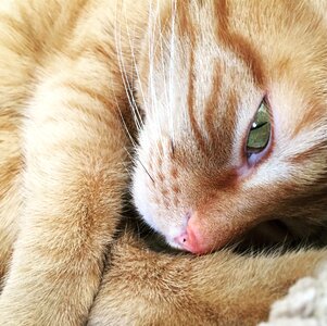 Ginger cat furry look photo