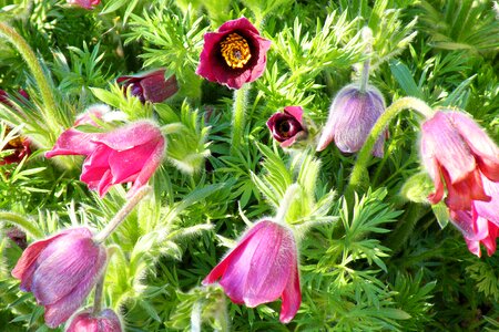 Plant nature spring