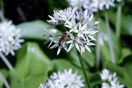 Wild flower spring plant photo