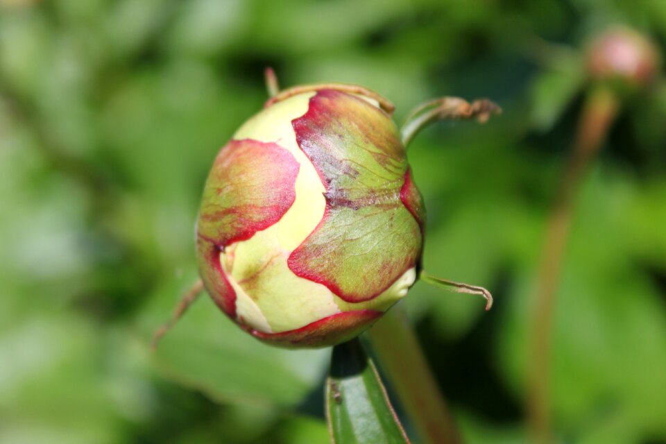 Floral plant bloom