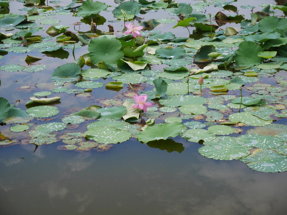 Flowers pond leaf of nelumbo nucifera