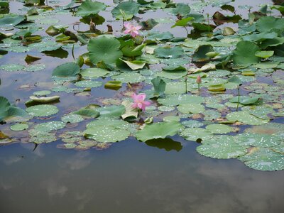 Flowers pond leaf of nelumbo nucifera