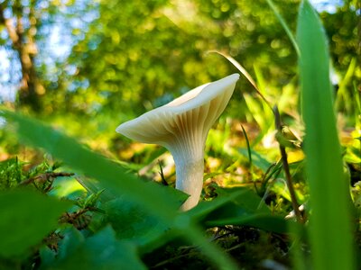 Mushroom forest green