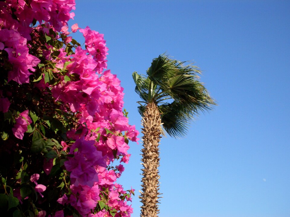 Palm flowers dusky pink
