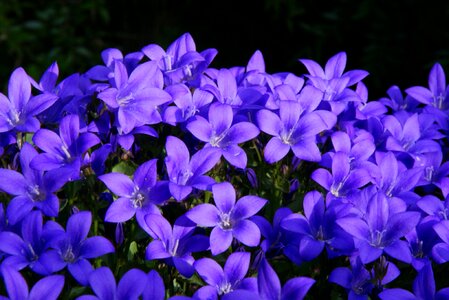 Flower plant flowers