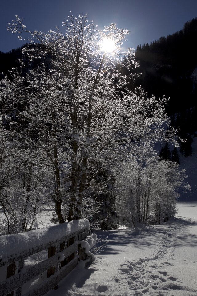 Wintry winter magic snowy trees