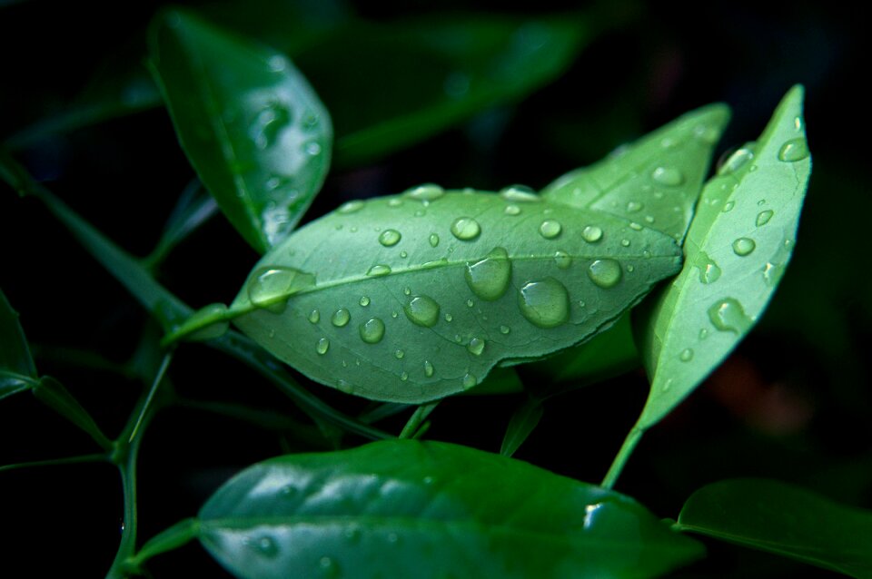 Green leaves foliage nature