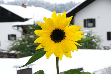 Flower yellow white