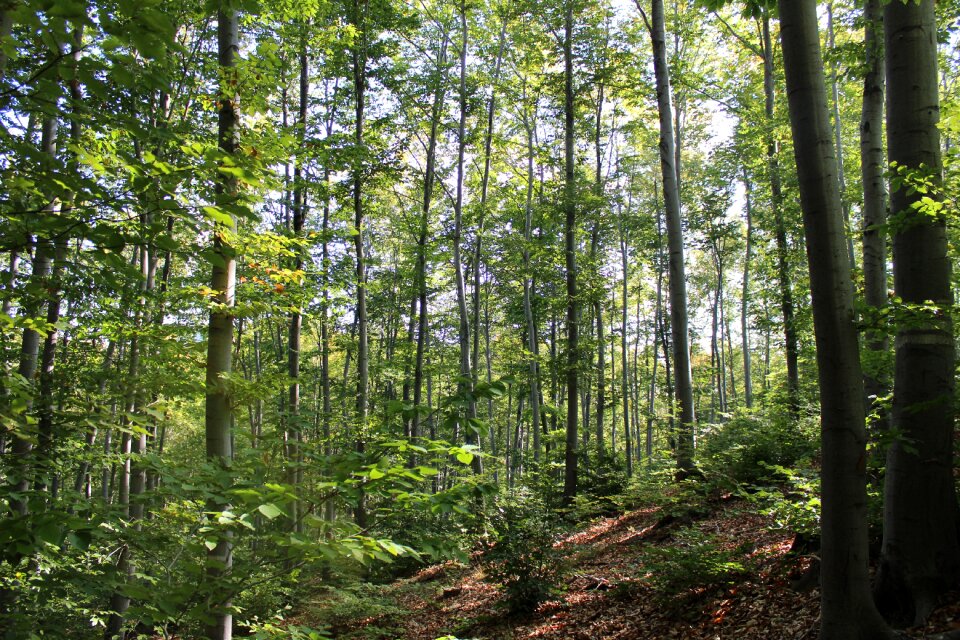 Landscape tree wild photo