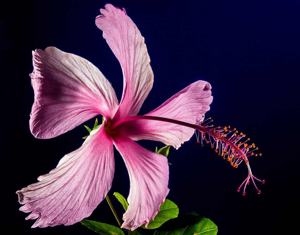 Flower pink marshmallow
