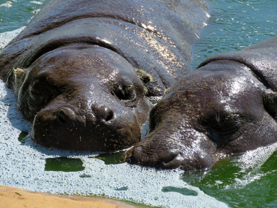 Africa fauna nature