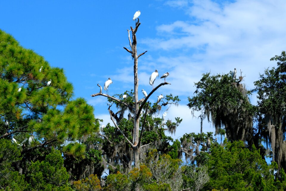 Bird wildlife wetland