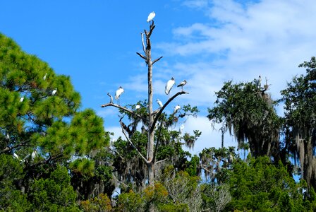 Bird wildlife wetland photo