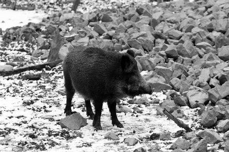 Wild boar nature forest photo