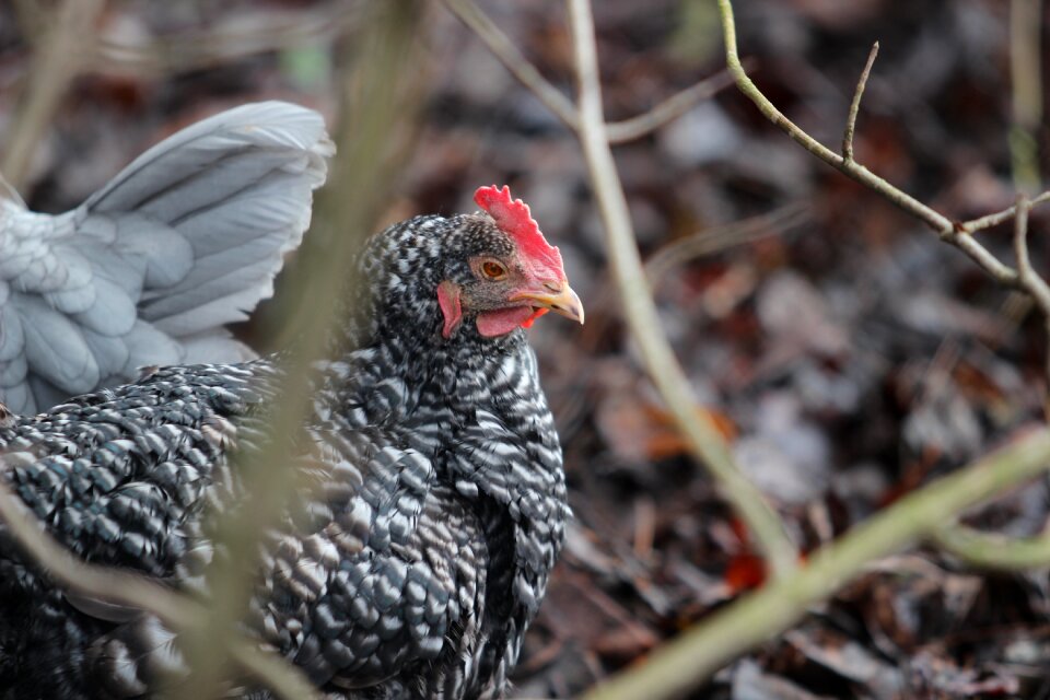 Black and white freiland chicken happy chicken