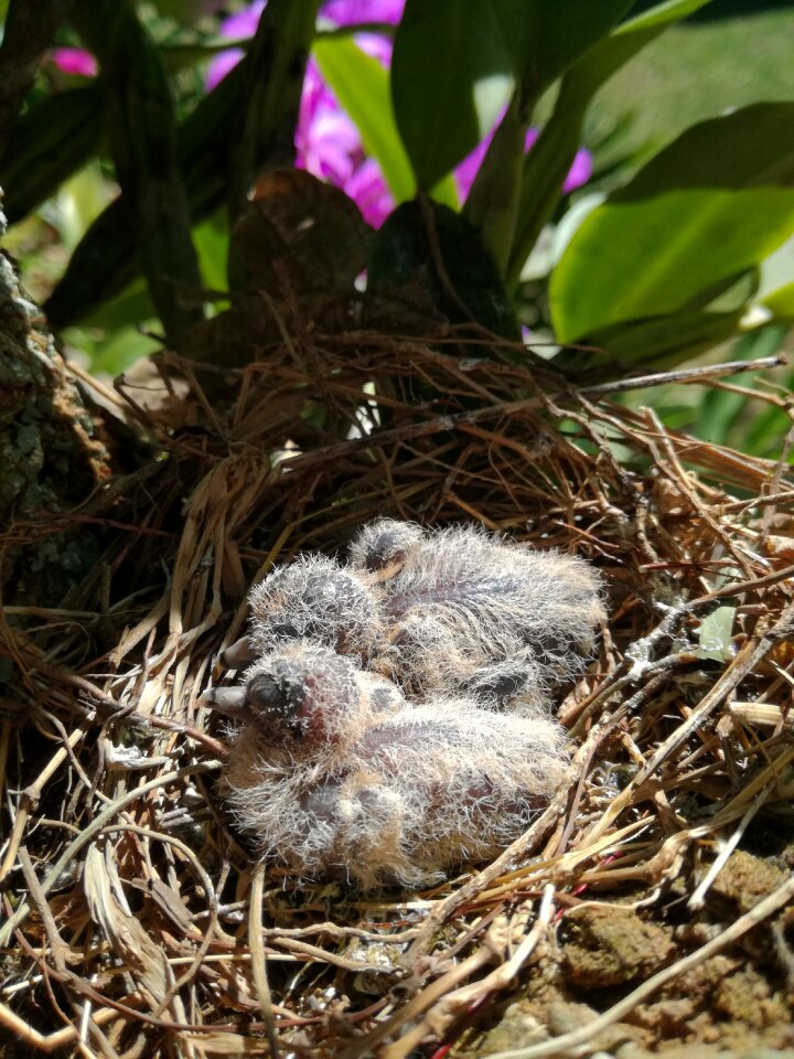 Birds lovebirds babys
