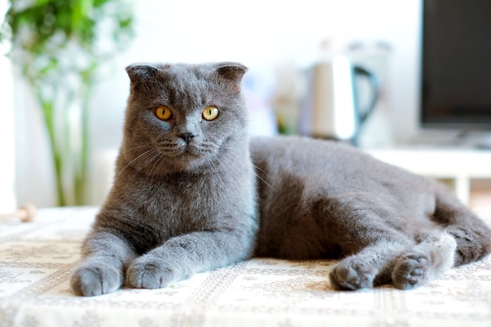 United kingdom shorthair blue cat cats