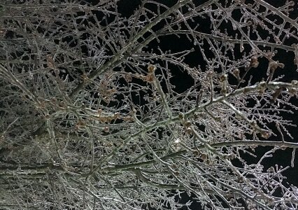 Night nature cold