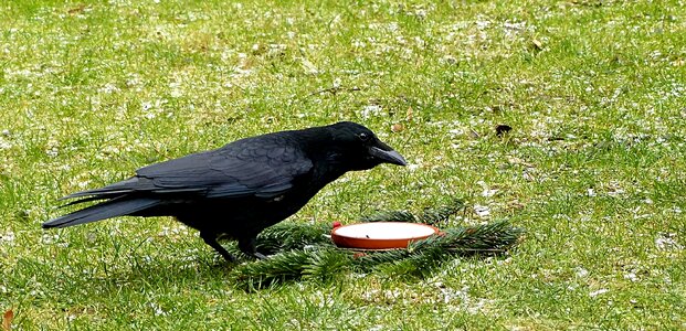 Corvidae garden foraging