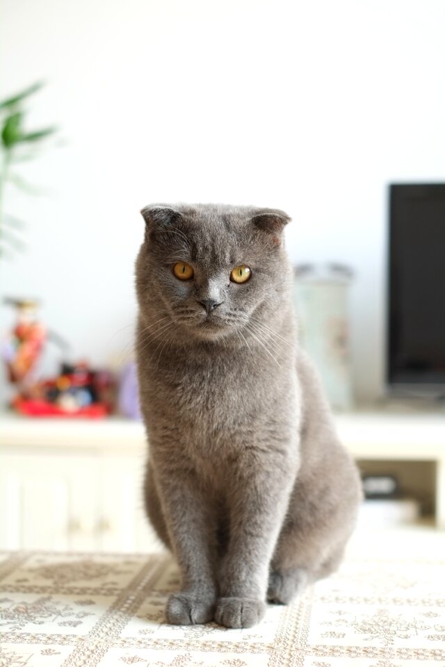 United kingdom shorthair blue cat cats