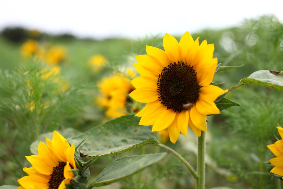 Yellow green sunflower photo