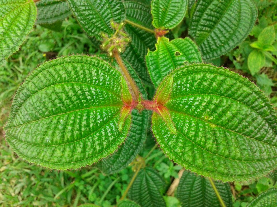 Biodiversity leaf biology