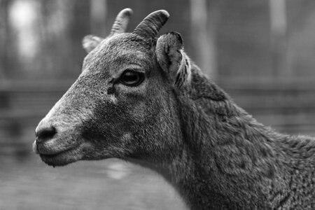 Young hirsch nature photo