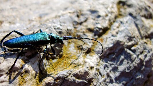 Beetle rock Free photos