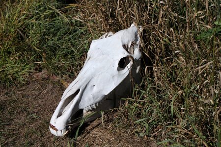 Wild cowboy brown skull