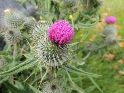 Flaura thistle scotland