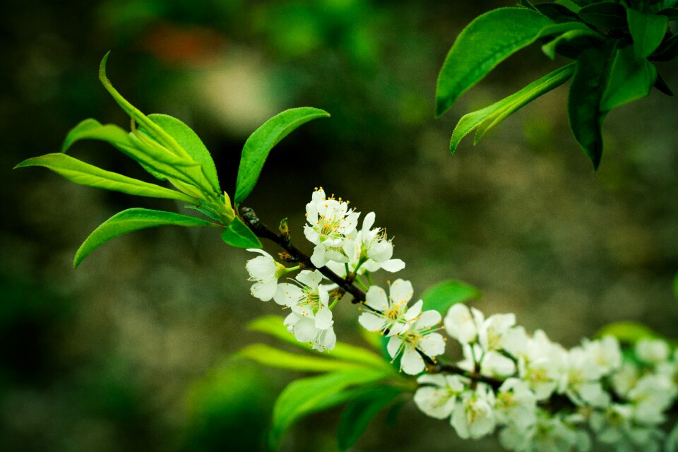 Nature plum tree white