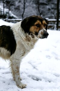 Dog snow turkey photo