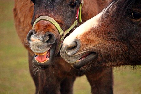 Thoroughbred arabian horse head nostrils