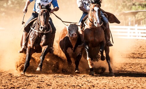 Animals cattle horseshoe