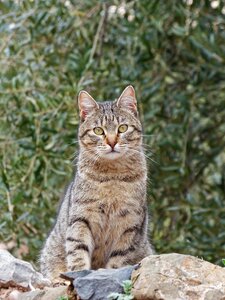 Detail brindle feline