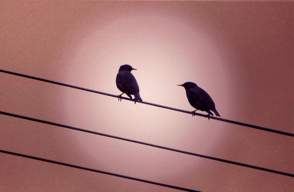 Sunset couple starling