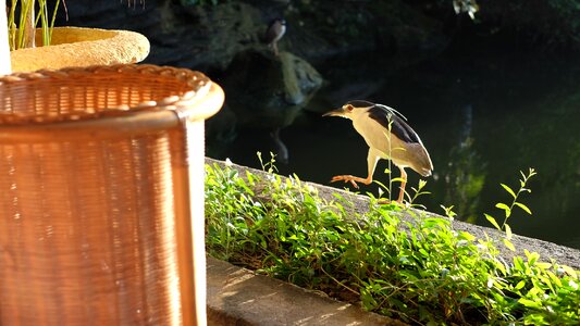 Island travel bird