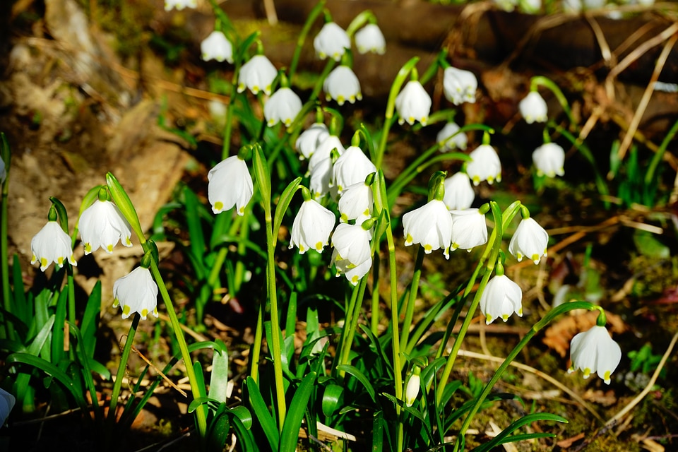 Bloom white forest