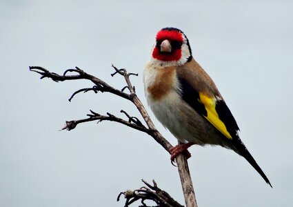 Animal nature new zealand photo