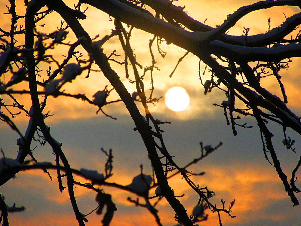 Tree natural beauty sun rays photo