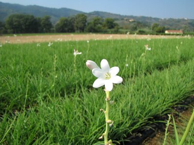 Nature botany summer flowers