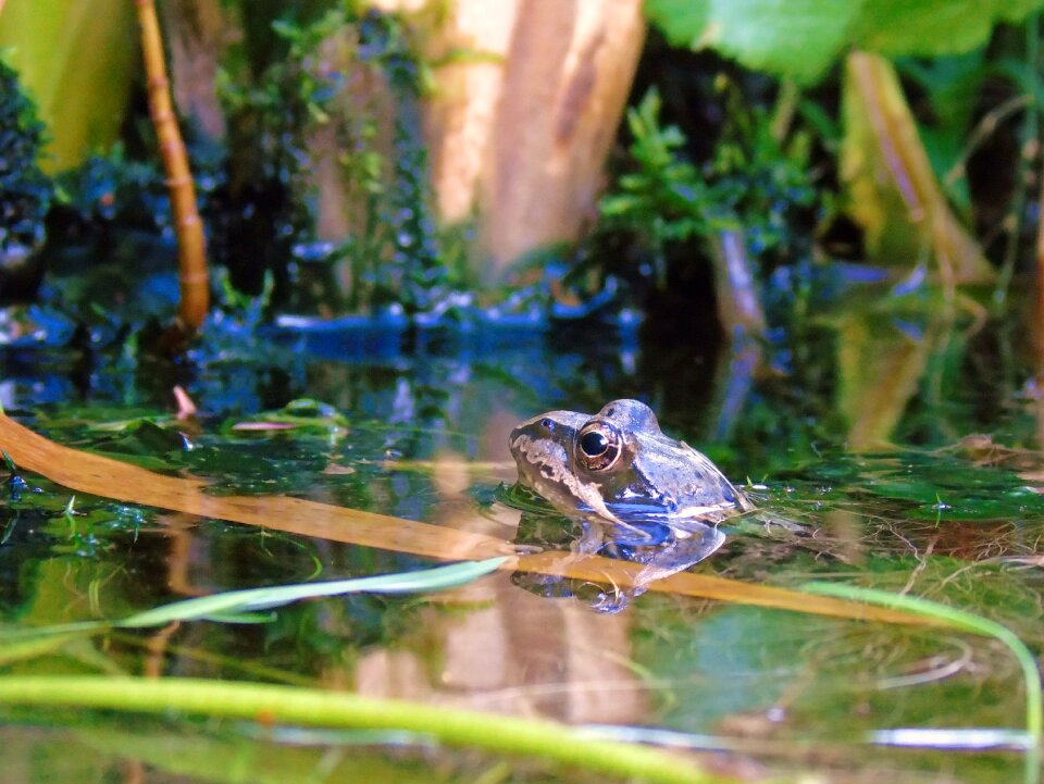 Amphibian pools garden