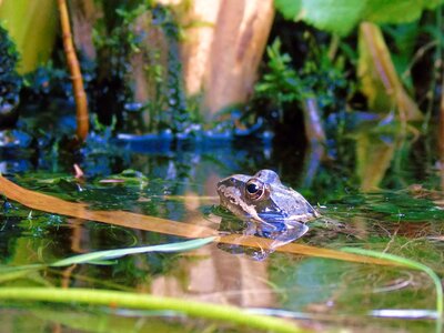 Amphibian pools garden photo