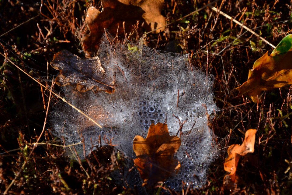 Spider web macro the nature