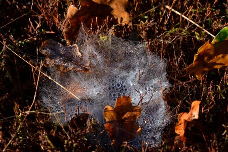 Spider web macro the nature