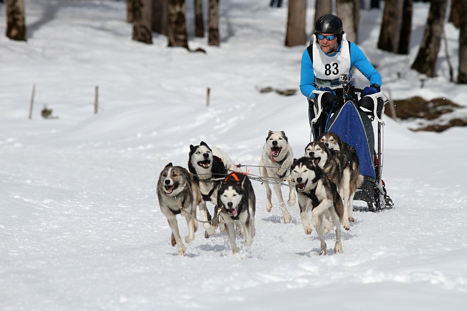 World championship race husky