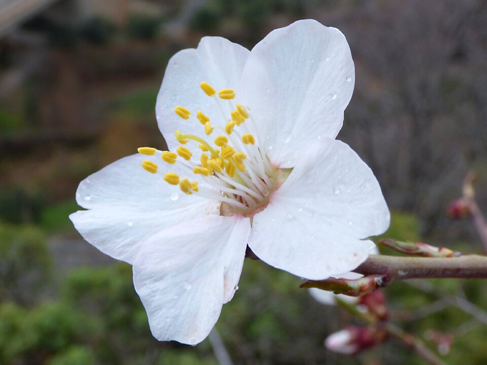 Almond flower drops february