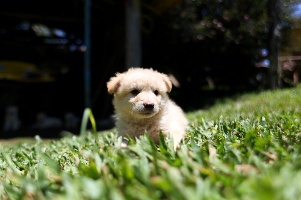 White canine animal