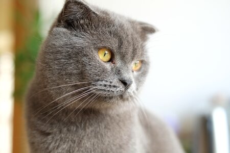 United kingdom shorthair blue cat cats